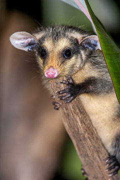 Gamb&aacute;-de-orelha-preta (Didelphis aurita) | Big-eared opossum in Pedra Azul, Esp&iacute;rito Santo - Southeast of Brazil.