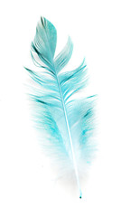 bird feather on white background