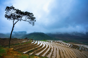 Naklejka na ściany i meble Terraced rice field in water season, the time before starting grow rice, with high tree in Y Ty, Lao Cai province, Vietnam