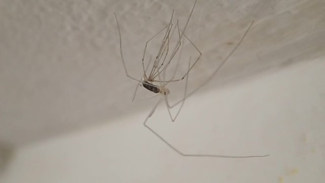 Young long legs spider moulting on ceiling 