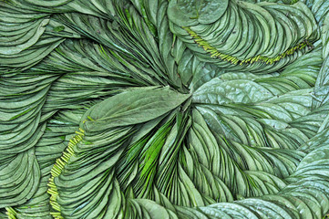 Naklejka na ściany i meble green leaves pattern