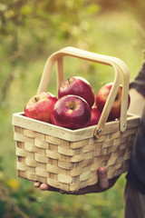 Farmer holding wooden basket with fresh red apples harvest autumn season