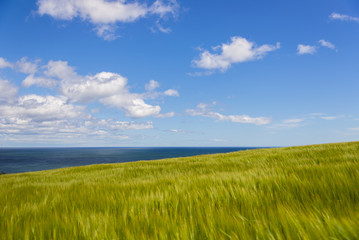 Obraz premium Green Field with blue sea and white clouds