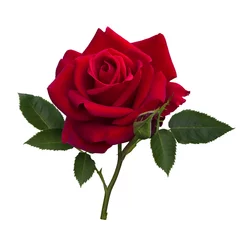Crédence en verre imprimé Roses Dark red rose