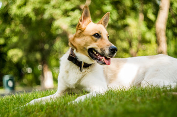Naklejka na ściany i meble dog in the park on green grass
