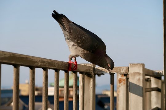 ベランダの鳩