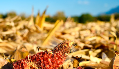 c'est l'automne, bient&ocirc;t les moissons !