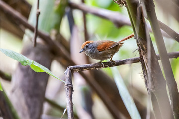Pichororé (Synallaxis ruficapilla) | Rufous-capped Spinetail in Pedra Azul, Espírito Santo - Southeast of Brazil.
