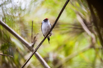 Tangarazinho (Ilicura militaris) | Pin-tailed Manakin in Pedra Azul, Espírito Santo - Southeast of Brazil.