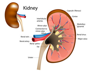 Kidney Structure. Anatomy