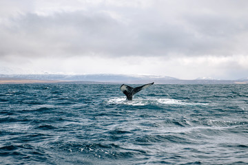 Fototapeta premium humpback whale