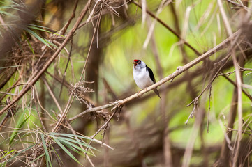 Tangarazinho (Ilicura militaris) | Pin-tailed Manakin in Pedra Azul, Espírito Santo - Southeast of Brazil.