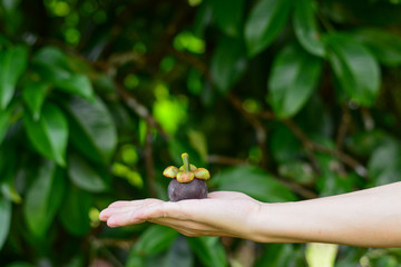 Hand holding mangosteen fruit with green leaf background.