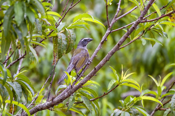 Trinca-ferro-verdadeiro (Saltator similis) | Green-winged Saltator in Pedra Azul, Espírito Santo - Southeast of Brazil.