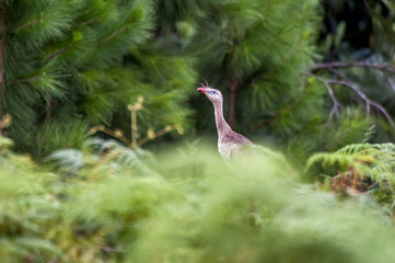 Seriema (Cariama cristata) | Red-legged Seriema in Pedra Azul, Espírito Santo - Southeast of Brazil.