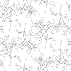 Seamless pattern line flowers alstroemeria. Vector botanical background. Alstromeria.
