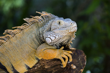 Close up portrait of a resting iguana in Island Mauritius