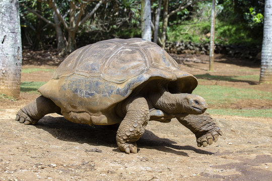 Giant turtles, dipsochelys gigantea in island Mauritius