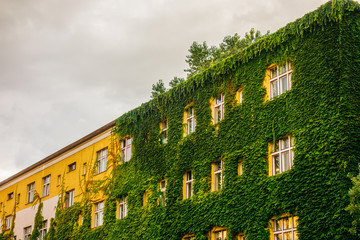 Fototapeta na wymiar ivy facaded building on a cloudy day