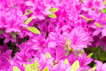 Fototapeta na wymiar Pink Azalea flower blossom in garden