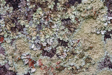 Líquen (Fungi) | Lichen in Pedra Azul, Espírito Santo - Southeast of Brazil.