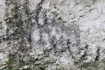 Green Lichen on Concrete Wall