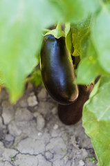 Eggplant in leaves