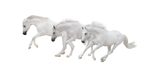 Fototapeta na wymiar three white horses run on the white background