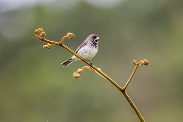 Coleirinho (Sporophila caerulescens) | Double-collared Seedeater in Pedra Azul, Espírito Santo - Southeast of Brazil.