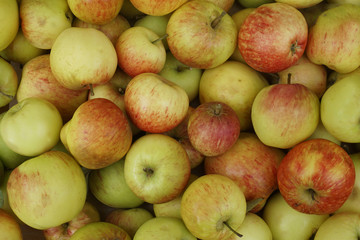 Organic home grown apples 