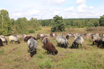 Bunte Heidschnuckenherde
