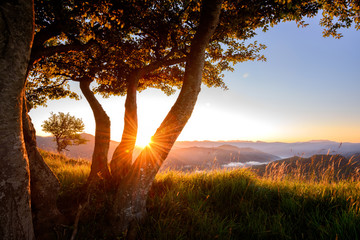 Under the Tree: As every morning the game is to catch the Sun with the Trunks, Lago del Brugneto, Parco dell'Antola, Liguria,  Italy, Europe