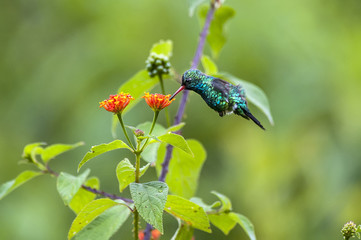 Besourinho-de-bico-vermelho (Chlorostilbon lucidus)   Glittering-bellied Emerald in Pedra Azul, Espírito Santo - Southeast of Brazil. © Leonardo