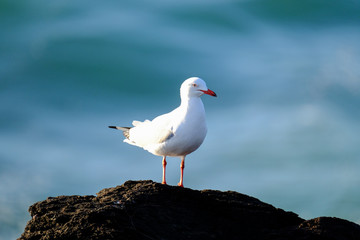 Fototapeta premium Seagull at Fingal Head
