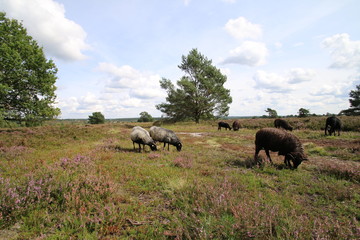 Typische Heidelandschaft mit Heidschnucken