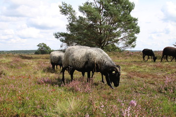 Heidschnucken in der blühenden Heide