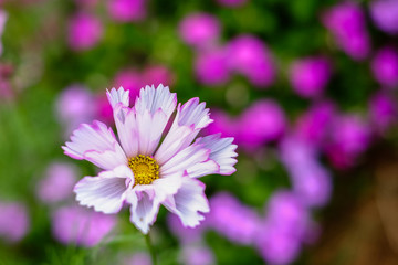 Obraz premium Pretty pink and purple edible flowers in Queensland