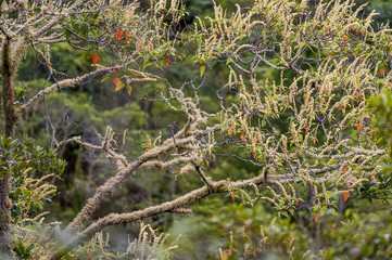Árvore coberta de musgos (Plantae) | .Tree covered with mosses in Pedra Azul, Espírito Santo - Southeast of Brazil.