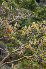 Árvore coberta de musgos (Plantae) | .Tree covered with mosses in Pedra Azul, Espírito Santo - Southeast of Brazil.