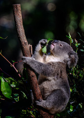 Koala smelling a gum leaf on the Gold Coast