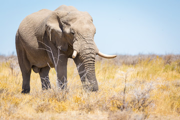 Fototapeta na wymiar Elephant in Etosha, Namibia, Africa