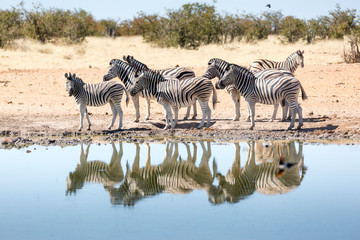Fototapeta na wymiar Etosha, Namibia. Wild Zebras at waterhole