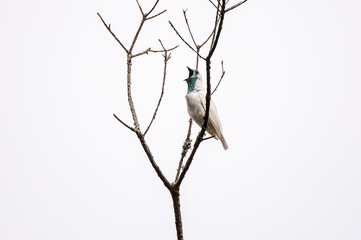Araponga (Procnias nudicollis) |  Bare-throated Bellbird in Pedra Azul, Espírito Santo - Southeast of Brazil.