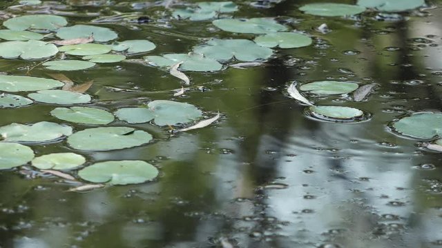 lotus leaves on the lake