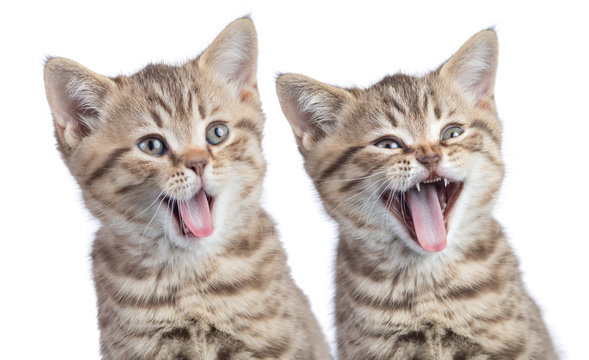 laughing cats
