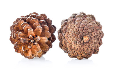 brown pine cone isolated on white background