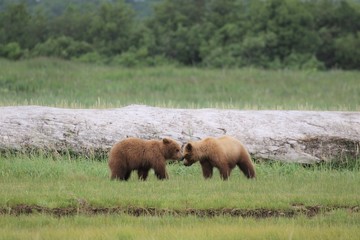 Junge Grizzlybären beim Kämpfen