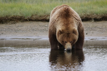 Brown Bear in Alaska, Katmai Nationalpark, Hallo Bay