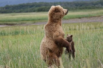 Stehende wild lebende Grizzly Bär Mutter mit Kind
