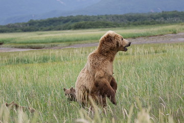 Stehender Grizzly Bär in freier Natur